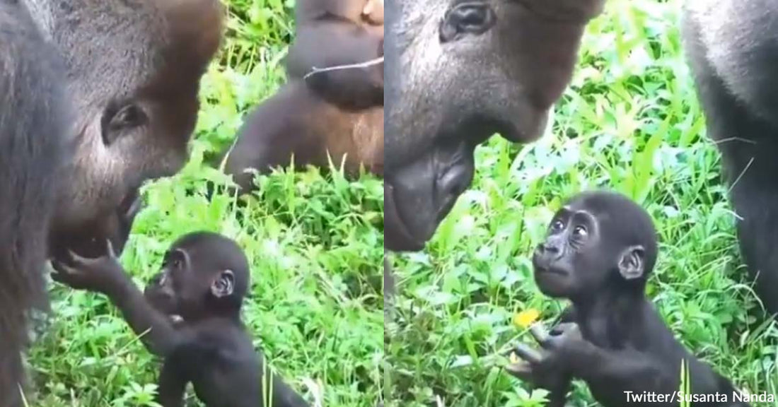 Baby Gorilla Heartwarmingly Greets Its Dad for The First Time