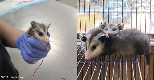 Help Orphaned Baby Opossums Get The Warmth They Need to Survive