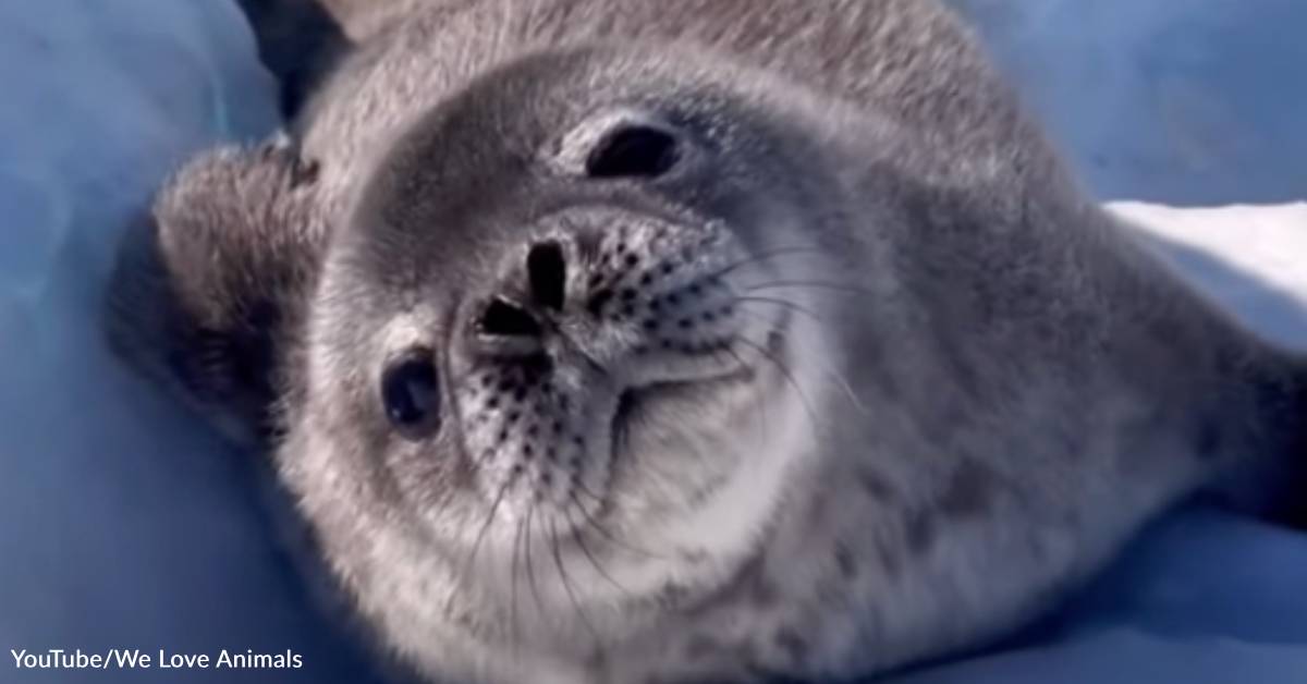 Baby Seals Make the Cutest Little Puppy Noises, And You Need to Hear T ...
