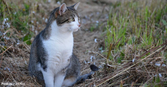 Foster Volunteer Goes to Pick Up Eight Kittens, But Another One Sneaks Into the Group