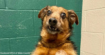 A small brown dog with wide eyes looks up while being held at an animal shelter, green wall behind it.