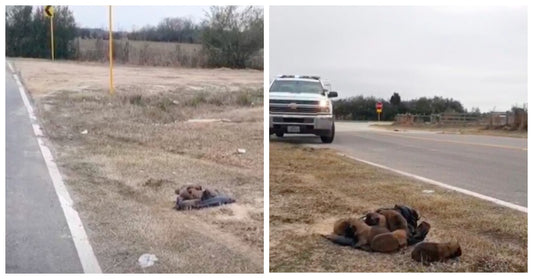 Monster Throws Eight Newborn Puppies Out Car Window