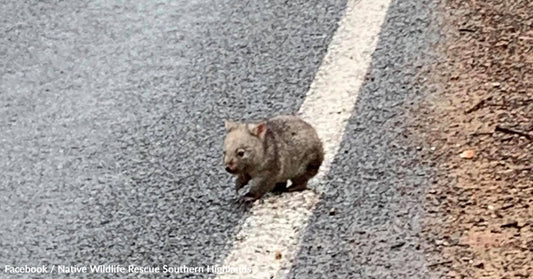 A small wombat crossing a wet road near the edge of the pavement.