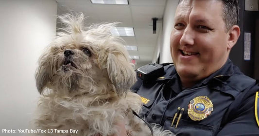 After Being Told Her Senior Dog Couldn't Fly, Cruel Owner Abandons Him At The Airport