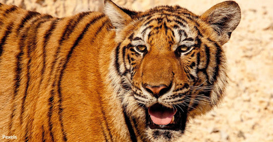 Tigers in Peril As Bangladesh Shifts to Top Consumer in Illegal Trade