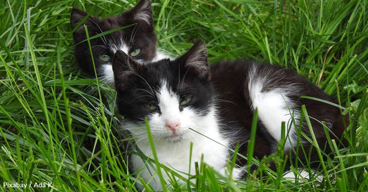 Stray Cat Leaves Her Kittens with Neighbors Who Had Looked After Her