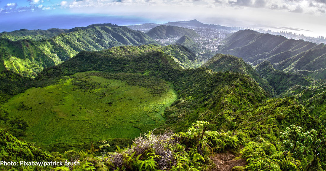 Barking Dog Helps Rescue Injured Owner Who Fell Down Steep Slope On Hawaii Trail