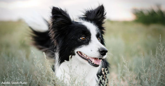 Woman Inherits Her Friend's Dog, Gives Him Wonderful Golden Years