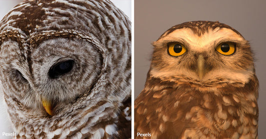 Barred Owls Could Pay the Price to Save Their Endangered Cousins