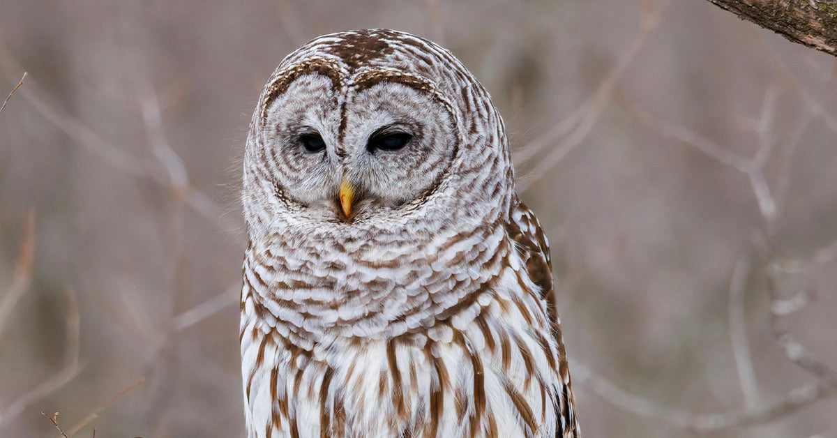 Half a Million Owls Marked for Loss of life as Washington Fights over the Forest