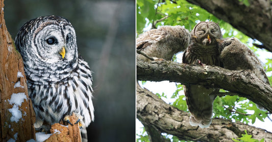 On the left, a barred owl perches beside a snowy tree trunk in winter; on the right, an adult barred owl feeds two fluffy owlets on a summer branch.