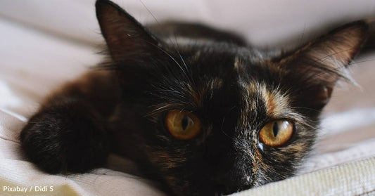 Coughing, Sneezing Kitten with Bubbles Coming Out of Her Nose Wins Over Potential Adopters