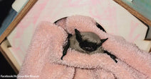 Kids Rescue Tiny Bat And Build Him A House To Keep Him Safe