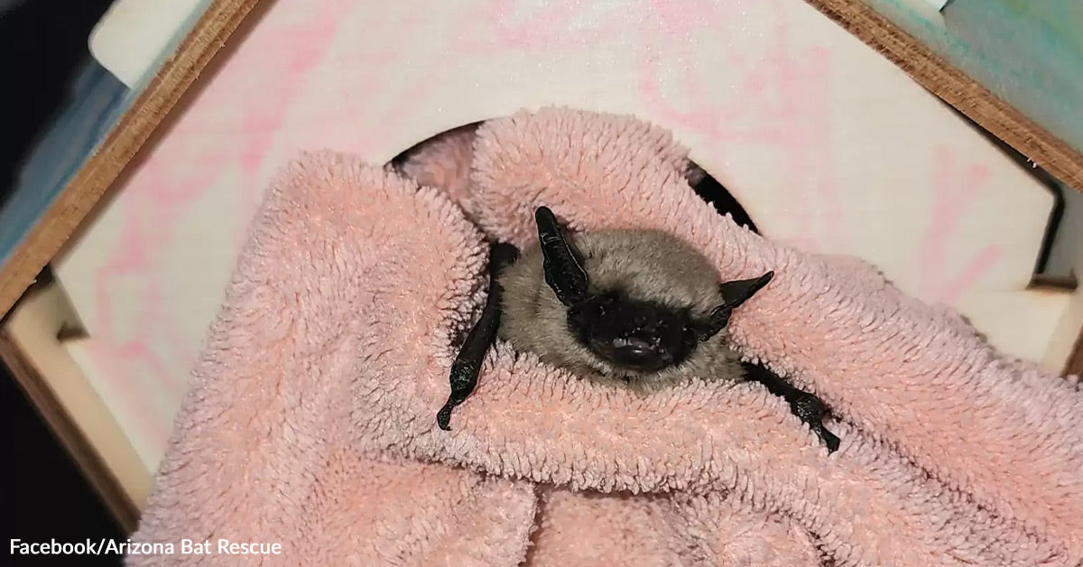 Youngsters Rescue Tiny Bat And Construct Him A Home To Maintain Him Protected Youngsters Rescue Tiny Bat And Construct Him A Home To Maintain Him Protected