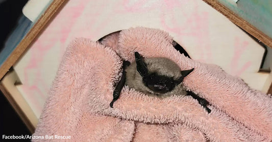 Kids Rescue Tiny Bat And Build Him A House To Keep Him Safe