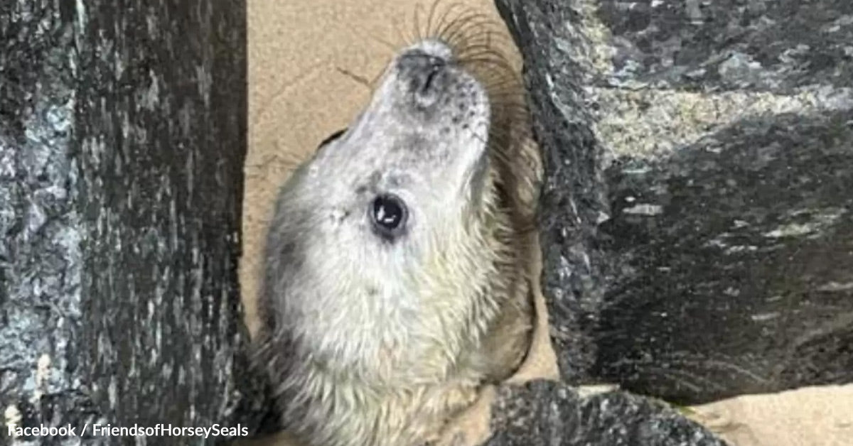 Photographer Hears Cries on the Shore and Finds a Seal Buried Alive in Sand