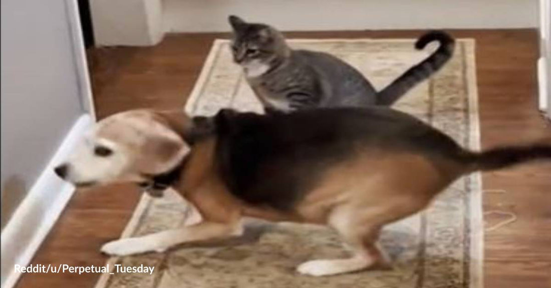 Come and Chase Me! Mischievous Kitten Brings Out the Inner Puppy in Old Dog