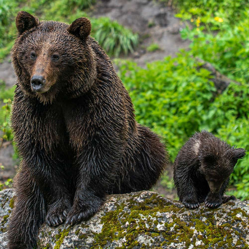 Keep Cruel Bear Baiting Out of Alaska’s National Preserves