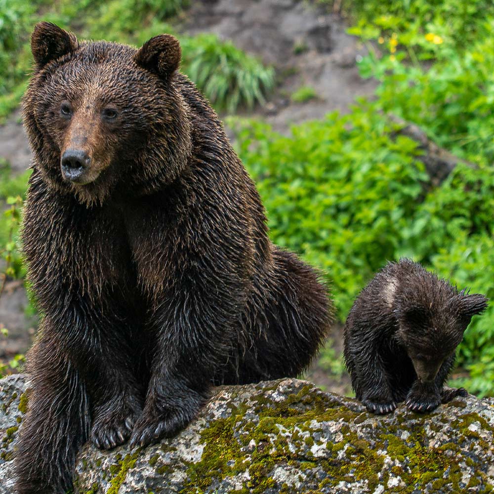 Keep Cruel Bear Baiting Out of Alaska’s National Preserves