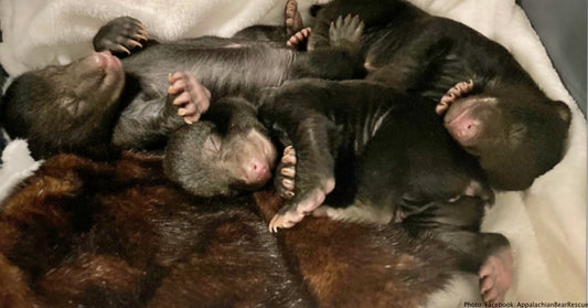 Gas Leak Leads Surprised Home Owner To A Hibernating Bear Raising 3 Cubs Under His House