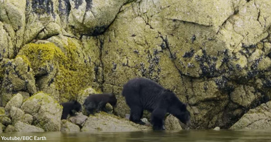 A Mother Bear and Her Two Cubs Went Out for a Thrilling Seaside Adventure