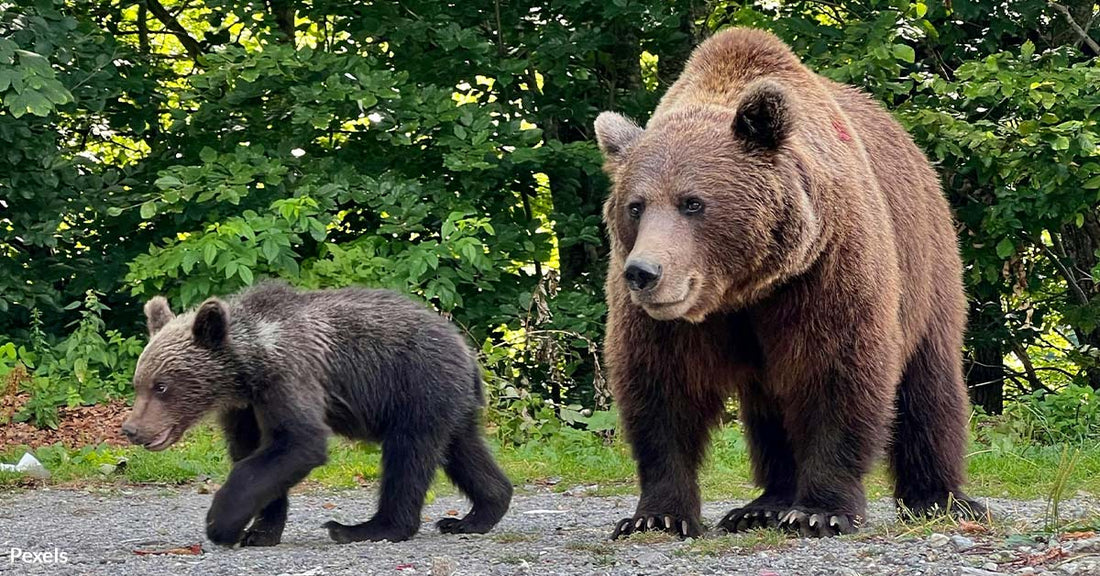 Horrific Incident Caught on Camera as Group Pulls Bear Cubs from Tree for Selfies