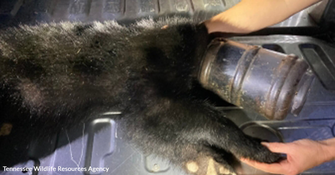 Bear Cub With Pet Feeder Stuck On Head Evaded Traps For Weeks