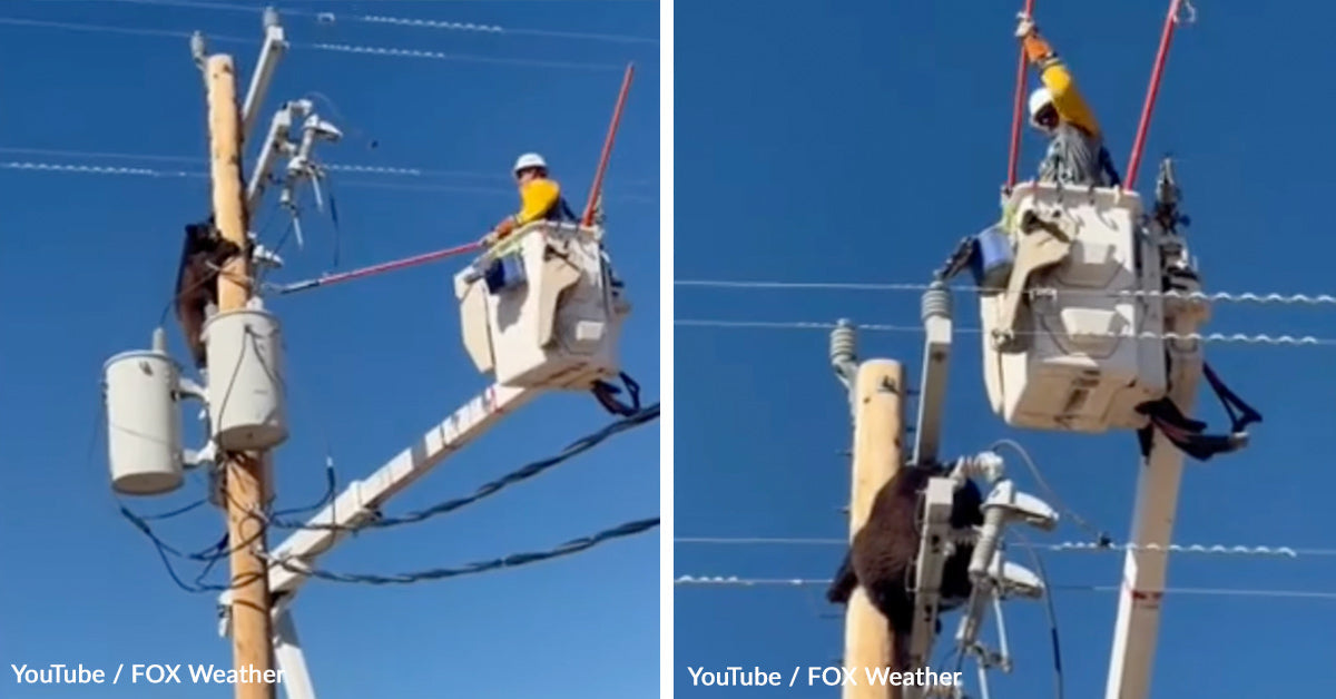 Bear Clings for Life on Arizona Energy Pole Till Lineman Dangers All the things Bear Clings for Life on Arizona Energy Pole Till Lineman Dangers All the things