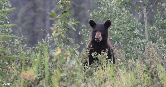 What Happens When Bears Emerge From Hibernation Hungry And Ready To Roam