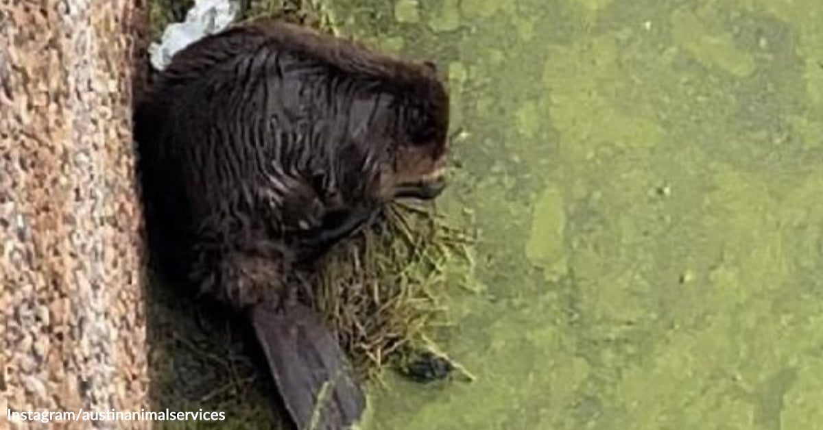 Heroic Wildlife Rescue in Austin Saves Trapped Beaver at Water Facility Heroic Wildlife Rescue in Austin Saves Trapped Beaver at Water Facility