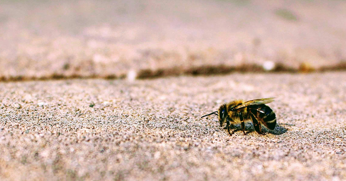 Bee Crawling This Common Rescue Tip for Bees Could Be Doing More Harm Than Good ...