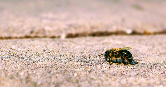 This Common Rescue Tip for Bees Could Be Doing More Harm Than Good