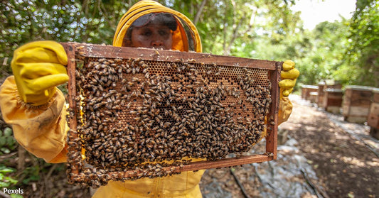 Breakthrough in Anticancer Research Finds Honeybee Venom Kills Cancer Cells in Minutes