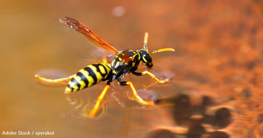 Bees, Yellow Jackets Swarming in North Carolina After Hurricane Helene Destroys Their Nests