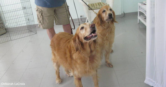 Bonded Senior Golden Retrievers Find Home with Couple Mourning Their Beloved Golden