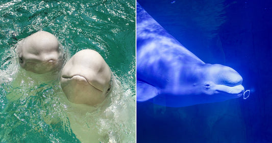On the left, two beluga whales surface side by side in bright turquoise water; on the right, a single beluga whale glides gracefully underwater in deep blue-lit water.