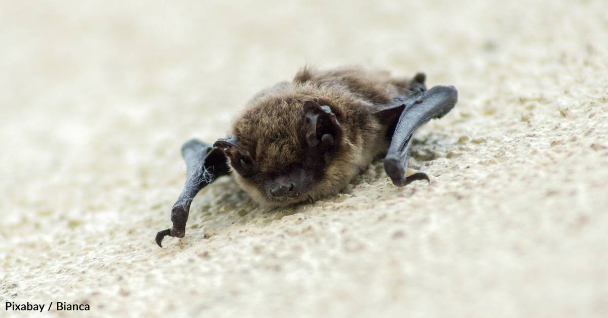 One Health Bat The Environmental, Agricultural, and Health Benefits of Bats | The ...