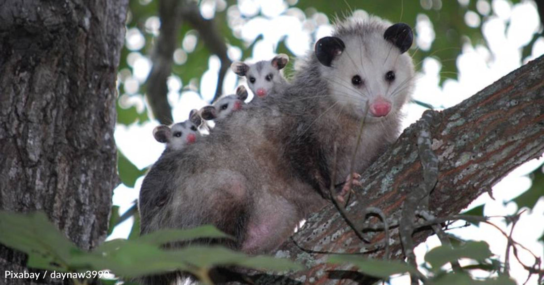 Our Nocturnal, Reclusive Neighbors: How Opossums Benefit Our Health and Environment