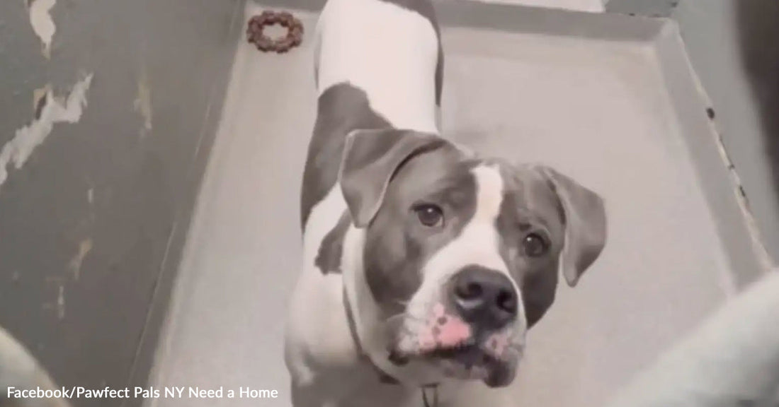 Gray and white dog looks curiously from a shelter kennel.