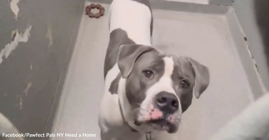Gray and white dog looks curiously from a shelter kennel.