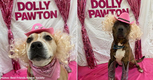 Shelter Dogs "Of Many Colors" Dress Up Like Dolly
