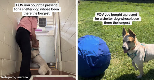 Left: A person in a shelter corridor greets an excited dog standing on its hind legs. Right: A dog stands on grass next to a large blue ball outdoors.