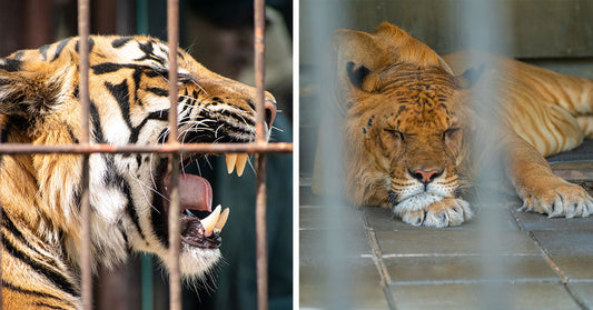 Big Cats Still Face Exploitation Through Public Contact Loopholes