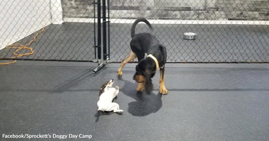 Playtime Romance Survives After Best Friends Moved To Different Pens
