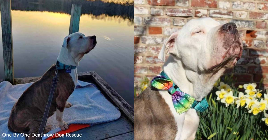 Senior Dog Abandoned at Shelter Lives Out Last Days with a Bucket List