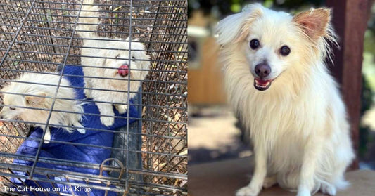 Dog Found Neglected and Severely Matted Gets a New Chance at Life, Now He's Ready for a New Home