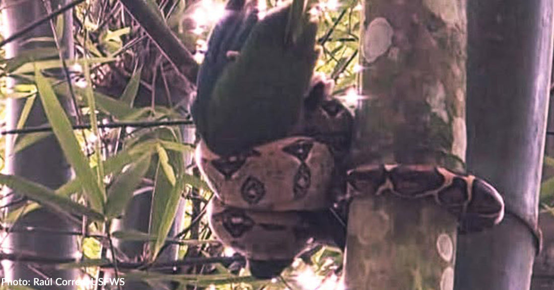 Endangered Parrot Trapped in Snake’s Grip Gets a Last-Minute Rescue