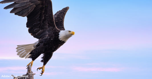 Bald Eagles Face Alarming Risk of Death from Bird Flu