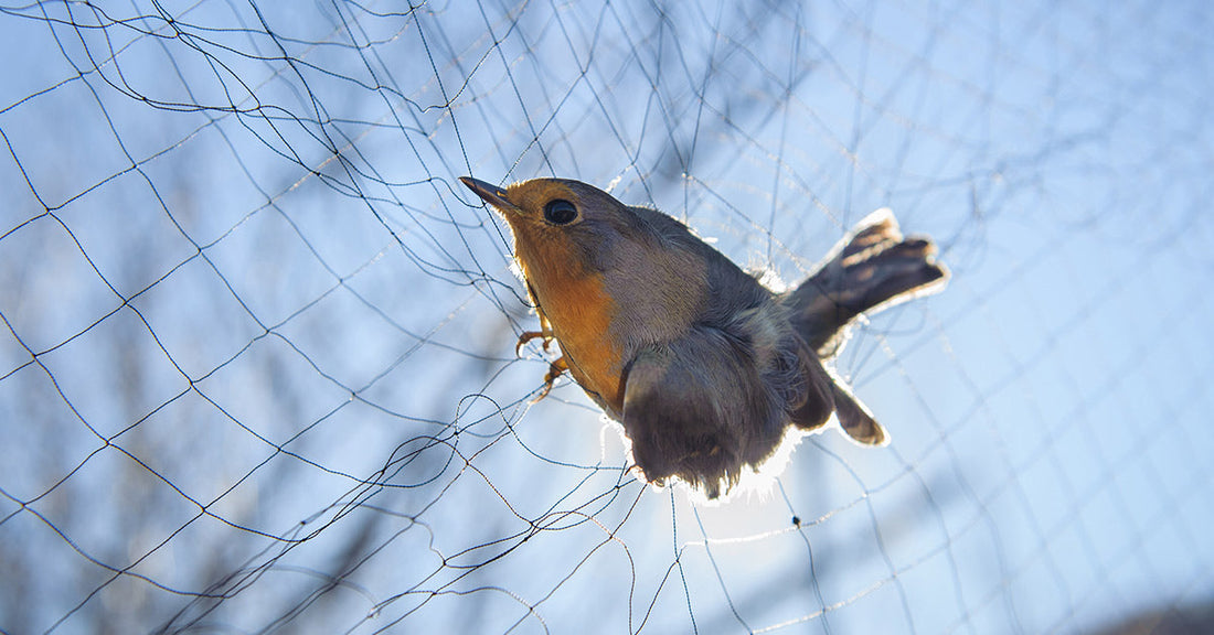 Anti Bird Netting Is Trapping And Killing Birds In New York City