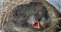 Three baby birds with open mouths in a nest made of twigs and grass.